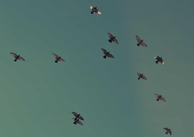 banner